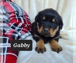 Small #4 Rottweiler