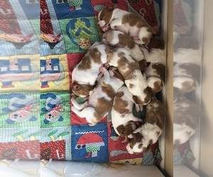 Brittany Puppy for sale in WESTON, WI, USA