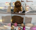 Small Photo #2 Poodle (Toy) Puppy For Sale in CINCINNATI, OH, USA