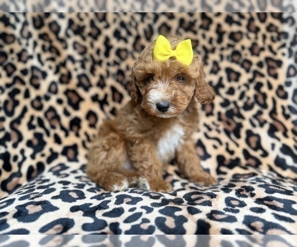 Medium Photo #4 Cockapoo (Miniature) Puppy For Sale in LAKELAND, FL, USA
