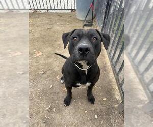 Staffordshire Bull Terrier Dogs for adoption in Riverside, CA, USA