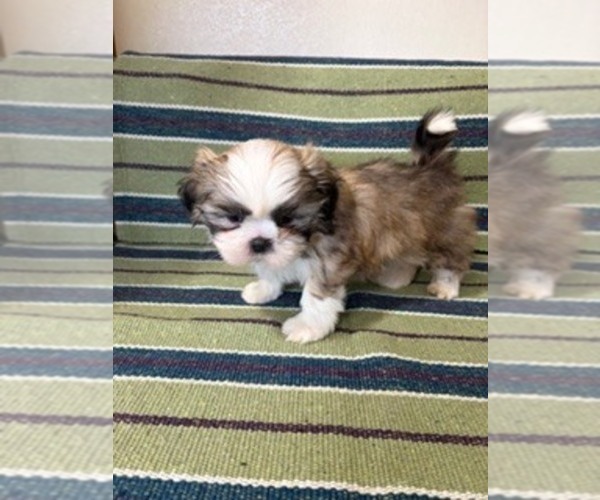 Medium Photo #1 Shih Tzu Puppy For Sale in S ZANESVILLE, OH, USA