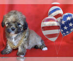 Small Photo #4 Maltese-Maltipoo Mix Puppy For Sale in SAN FRANCISCO, CA, USA