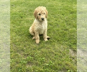 Goldendoodle Puppy for sale in CHILLICOTHE, OH, USA