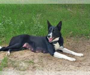 Mother of the Border Collie puppies born on 02/19/2023