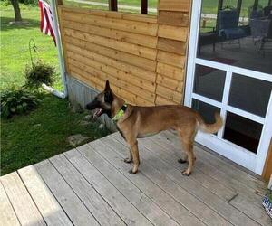 Father of the Malinois puppies born on 12/07/2021