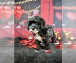 Small #5 Goldendoodle (Miniature)