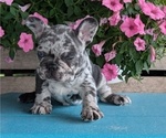 Small #1 French Bulldog