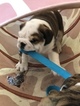 Small Photo #12 Bulldog Puppy For Sale in BELVILLE, NC, USA