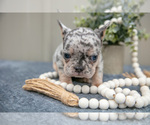 Small Photo #10 Faux Frenchbo Bulldog Puppy For Sale in NEW CONCORD, OH, USA