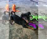 Small Photo #36 Doberman Pinscher-Unknown Mix Puppy For Sale in Buffalo, MN, USA
