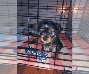 Yorkshire Terrier Puppy for sale in GREENSBORO, NC, USA