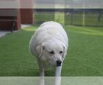 PAISLEY - Female Labrenees Dog for Adoption - Small photo