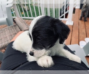 Jack-A-Poo Puppy for sale in Gatineau, Quebec, Canada