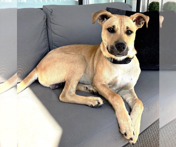 Medium Photo #1 Labrador Retriever-Unknown Mix Puppy For Sale in Rockaway, NJ, USA
