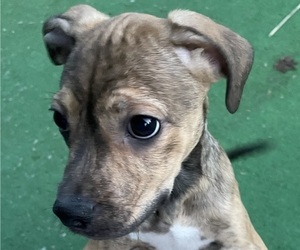 Boxer Puppy for sale in PUYALLUP, WA, USA