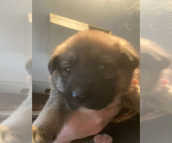 Medium Photo #3 Retriever -Unknown Mix Puppy For Sale in Aurora, IN, USA