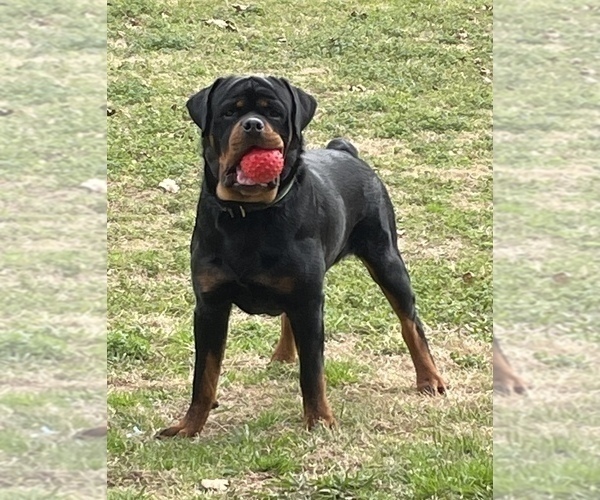 Medium Photo #1 Rottweiler Puppy For Sale in COMO, MS, USA