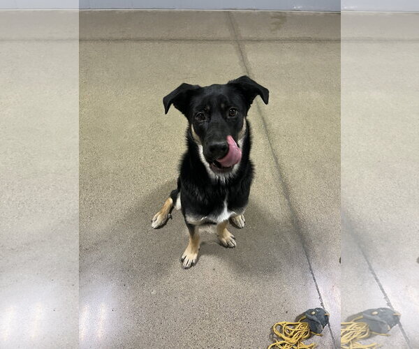 Medium Photo #7 Shepradors Puppy For Sale in Princeton, MN, USA