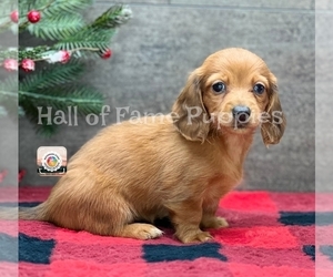 Dachshund Puppy for sale in LOUDONVILLE, OH, USA