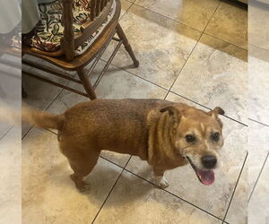 Mutt Dogs for adoption in Chandler, AZ, USA