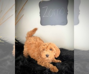 Goldendoodle (Miniature) Puppy for sale in NORTH VERNON, IN, USA