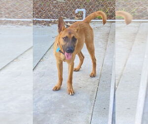 Valentino - Male Mutt Dog for Adoption - Photo #2