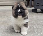 Puppy REX Akita