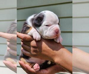 American Bully Puppy for sale in SPANISH LAKE, MO, USA