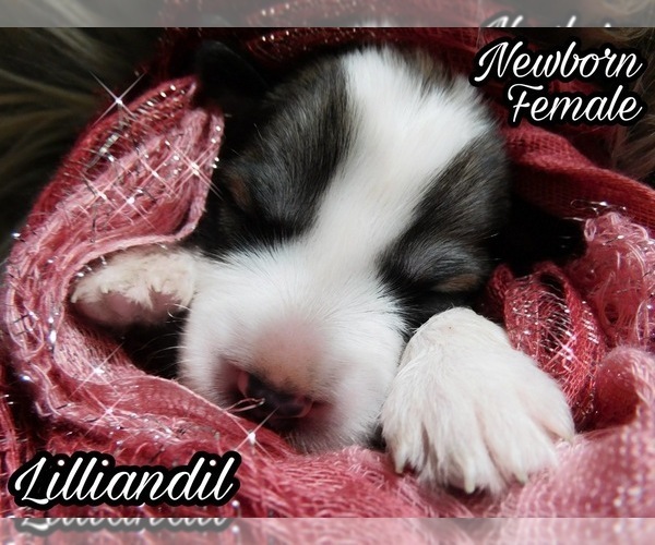 Medium Photo #6 Great Pyrenees Puppy For Sale in HILLSVILLE, VA, USA