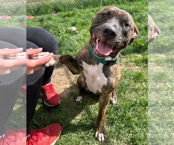 Medium Photo #2 American Pit Bull Terrier-Unknown Mix Puppy For Sale in Jefferson, WI, USA