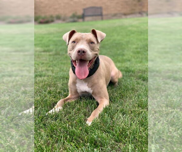 Medium Photo #1 Staffordshire Bull Terrier-Unknown Mix Puppy For Sale in San Bernardino , CA, USA