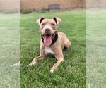 Small Staffordshire Bull Terrier Mix