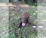 Small #6 Lab-Pointer