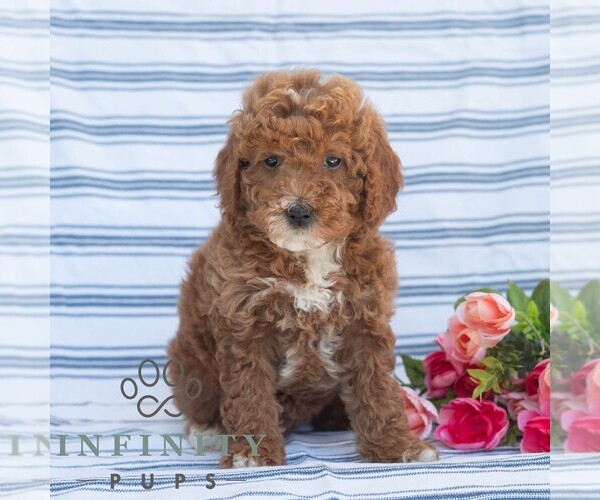 Medium Photo #4 Goldendoodle (Miniature) Puppy For Sale in DORNSIFE, PA, USA