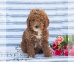 Small #3 Goldendoodle (Miniature)