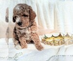 Small #5 Goldendoodle (Miniature)
