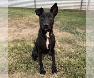 Shepradors Dogs for adoption in Modesto, CA, USA
