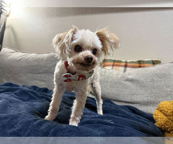 Medium Photo #2 Maltipoo Puppy For Sale in Phoenix, AZ, USA