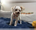 Small #1 Maltipoo