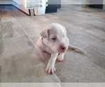 Small Photo #8 Dogo Argentino Puppy For Sale in RYAN, OK, USA