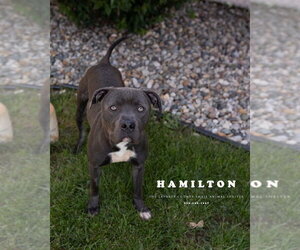 Hamilton - Male Mutt Dog for Adoption - Photo #2