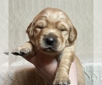 Puppy Ruby Beagle