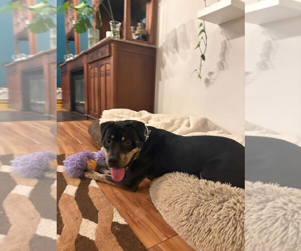 Medium Photo #4 Rottweiler-Unknown Mix Puppy For Sale in Woodland Hills, CA, USA