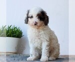 Small #4 Poodle (Miniature)