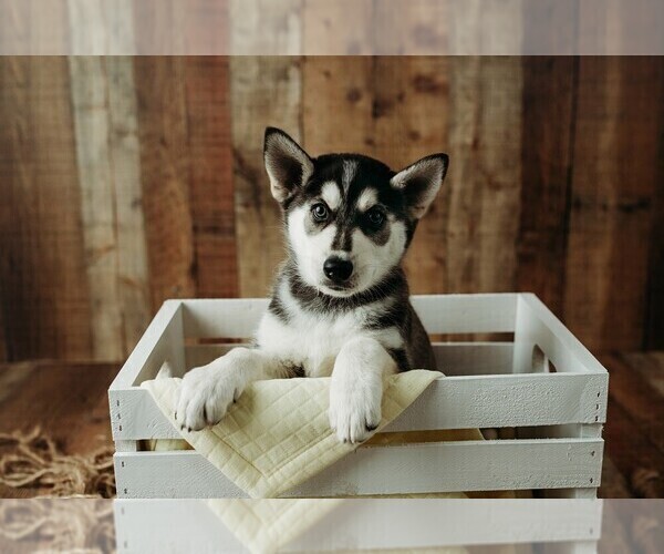Medium Photo #6 Gerberian Shepsky Puppy For Sale in PALM BAY, FL, USA