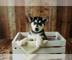 Medium Gerberian Shepsky