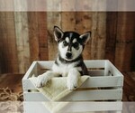 Puppy Princess Gerberian Shepsky
