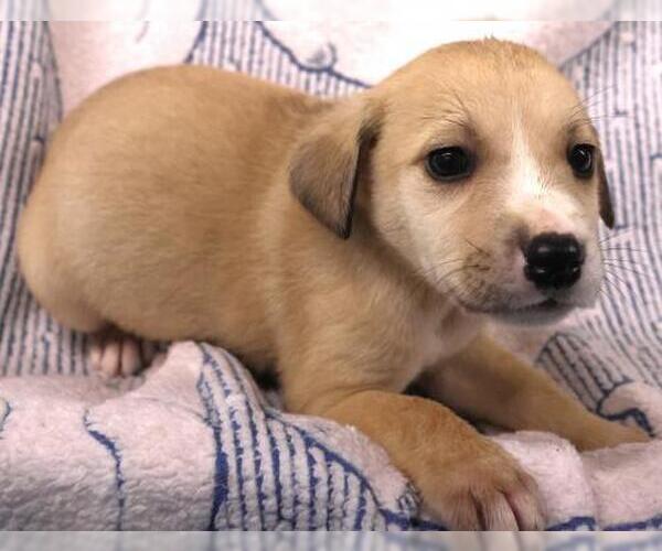 Medium Photo #1 Mutt Puppy For Sale in Thief River Falls, MN, USA
