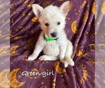 Puppy Green girl German Shepherd Dog-Siberian Husky Mix